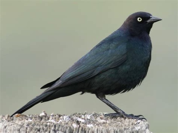 Blackbird