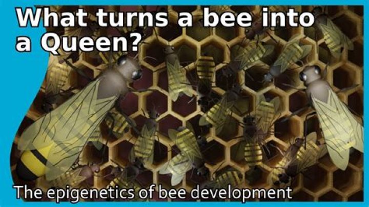 Excitement Building for Queen Bee Chapter 292 Release