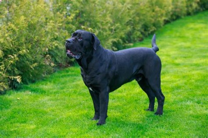 Five Year Old Caine