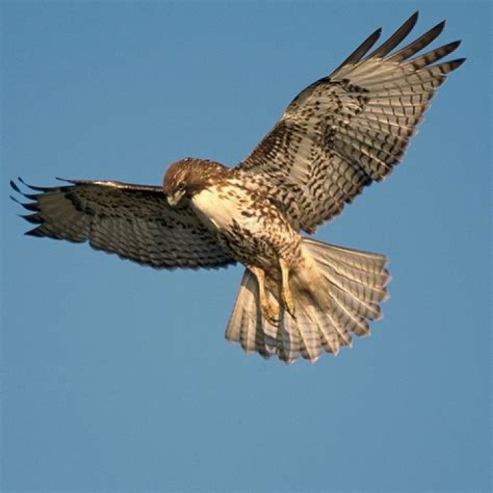 Hawk