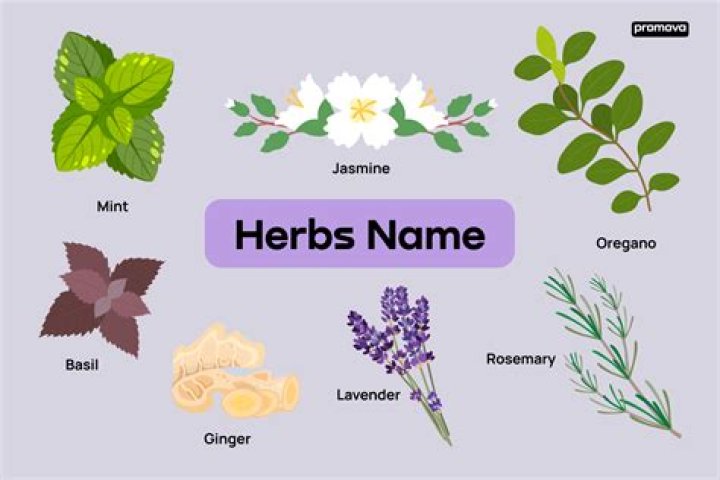 Herb