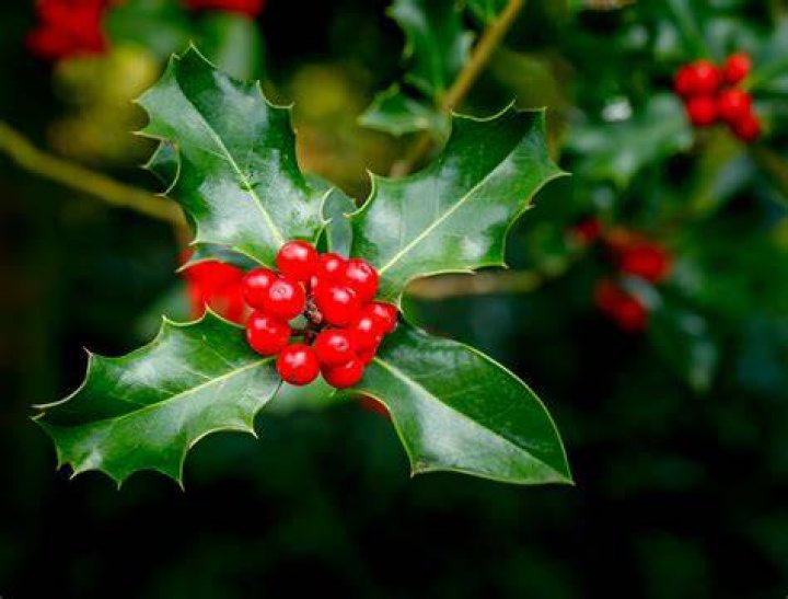 Holly