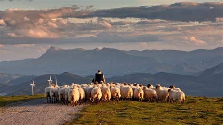 Jose / Sheep