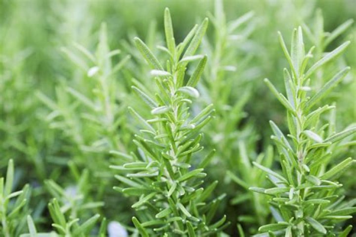 Rosemary's Girl Friend