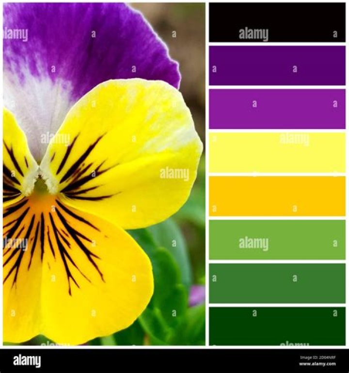 Violet