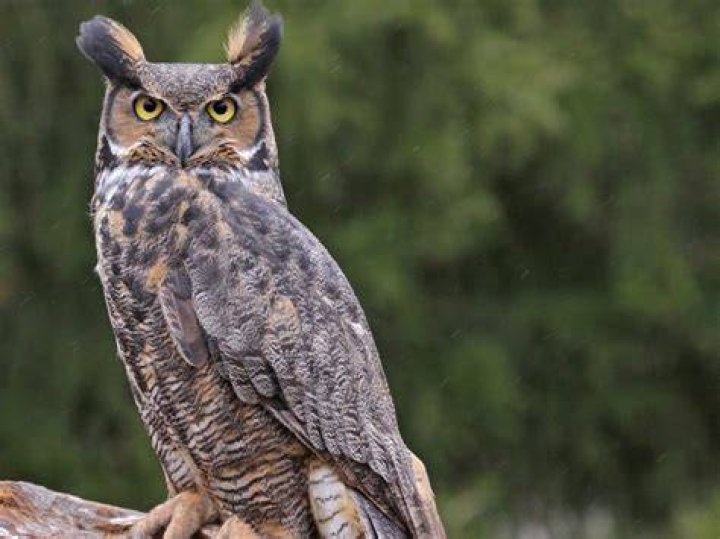 WOL P.A.