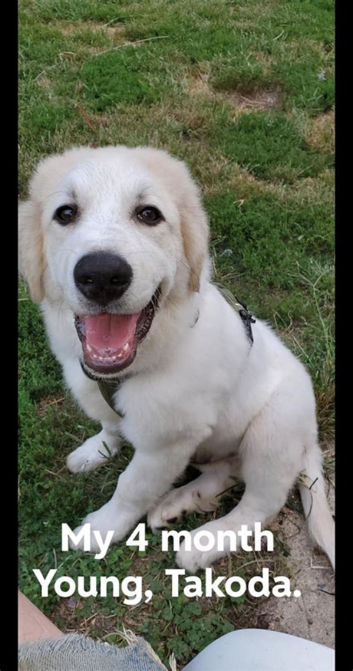 Young Takoda